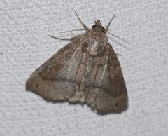 Bastilla hamatilis