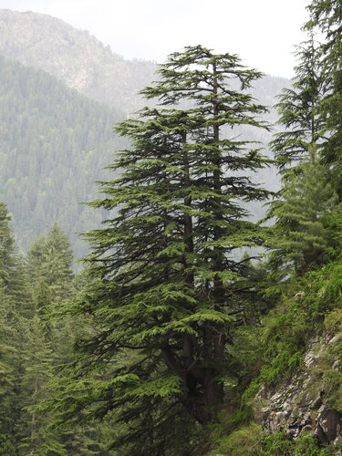 Cedrus deodara