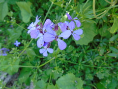 Lunaria annua pachyrrhiza