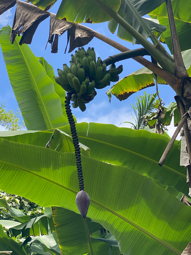 Musa paradisiaca observed 2026-05-24