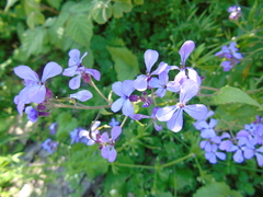 Lunaria annua pachyrrhiza