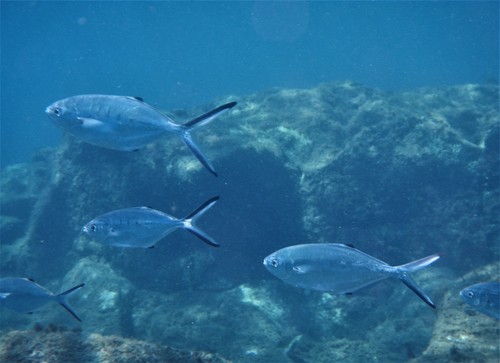 Australian dart (Trachinotus ovatus) — Carangidae
