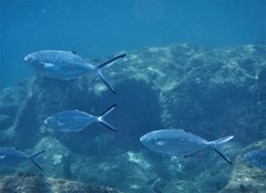Trachinotus ovatus