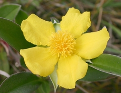 Hibbertia scandens
