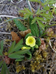 Primula vulgaris