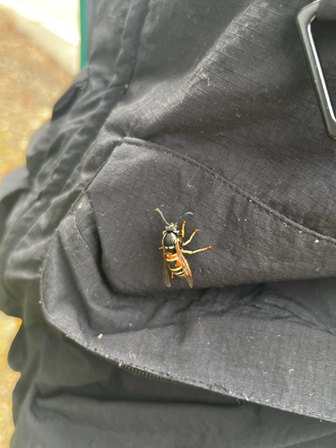 Red-banded Yellowjacket