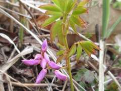 Indigofera kirilowii