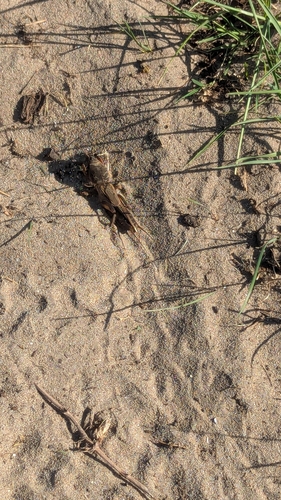European Mole Cricket, 2204 AA Noordwijk, Nederland, photo 9 of 10