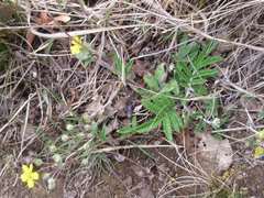 Potentilla chinensis