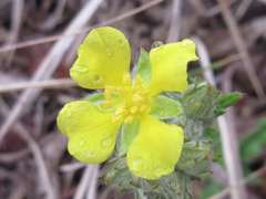 Potentilla chinensis