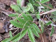 Potentilla chinensis