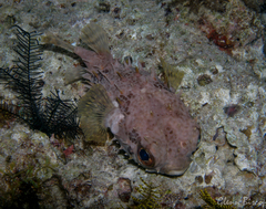 Cyclichthys orbicularis
