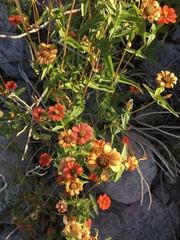 Zinnia peruviana