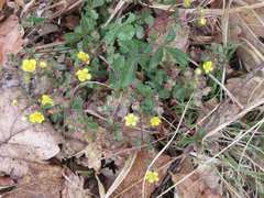 Potentilla fragarioides