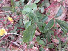 Potentilla fragarioides