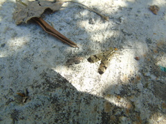 Panorpa lacedaemonia