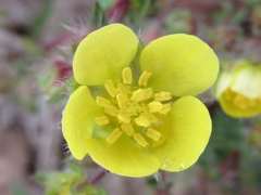 Potentilla fragarioides