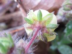 Potentilla fragarioides