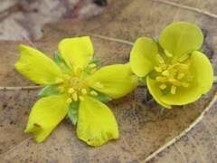 Potentilla chinensis