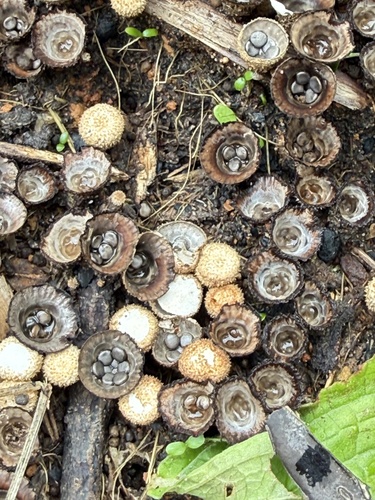 fluted bird's nest fungus