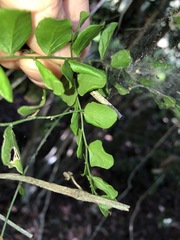 Capparis sarmentosa