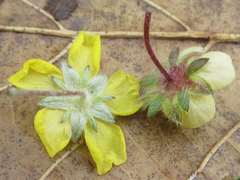 Potentilla chinensis