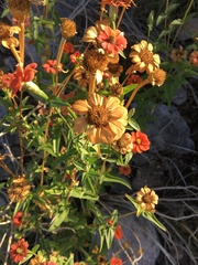 Zinnia peruviana
