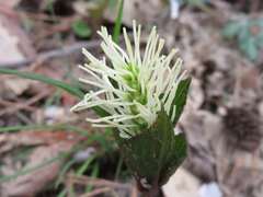 Chloranthus fortunei