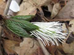 Chloranthus fortunei