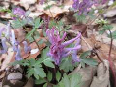 Corydalis ternata