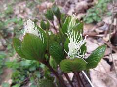 Chloranthus fortunei