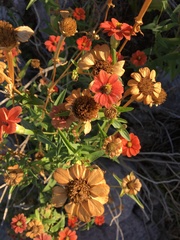 Zinnia peruviana