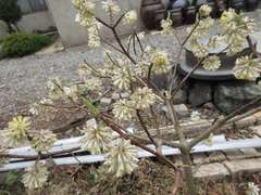 Edgeworthia chrysantha