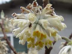 Edgeworthia chrysantha
