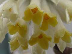 Edgeworthia chrysantha
