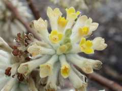 Edgeworthia chrysantha