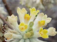 Edgeworthia chrysantha