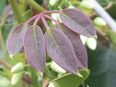 Stauntonia hexaphylla