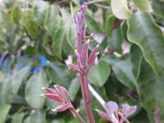 Stauntonia hexaphylla