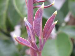 Stauntonia hexaphylla