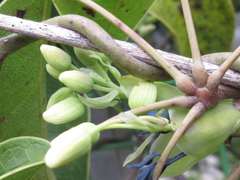 Stauntonia hexaphylla