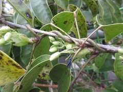 Stauntonia hexaphylla