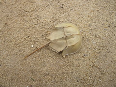 Tachypleus tridentatus