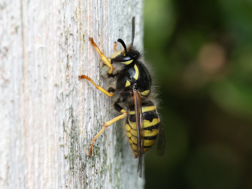 Tree Wasp