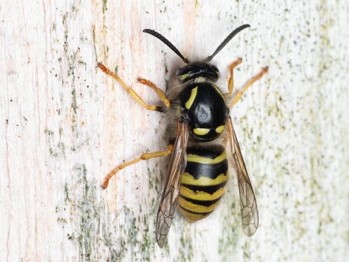 Tree Wasp