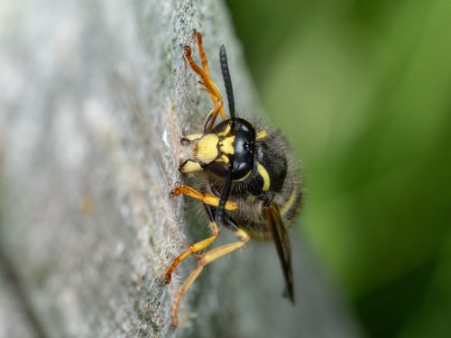 Tree Wasp