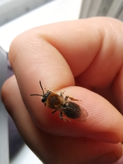 Andrena haemorrhoa