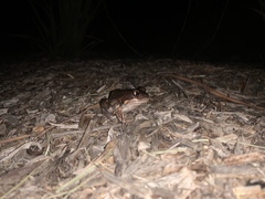 Limnodynastes dumerilii dumerilii