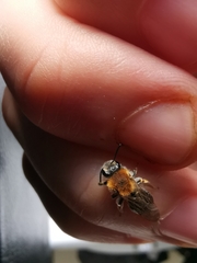 Andrena haemorrhoa