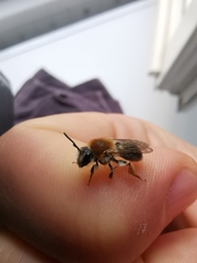 Andrena haemorrhoa